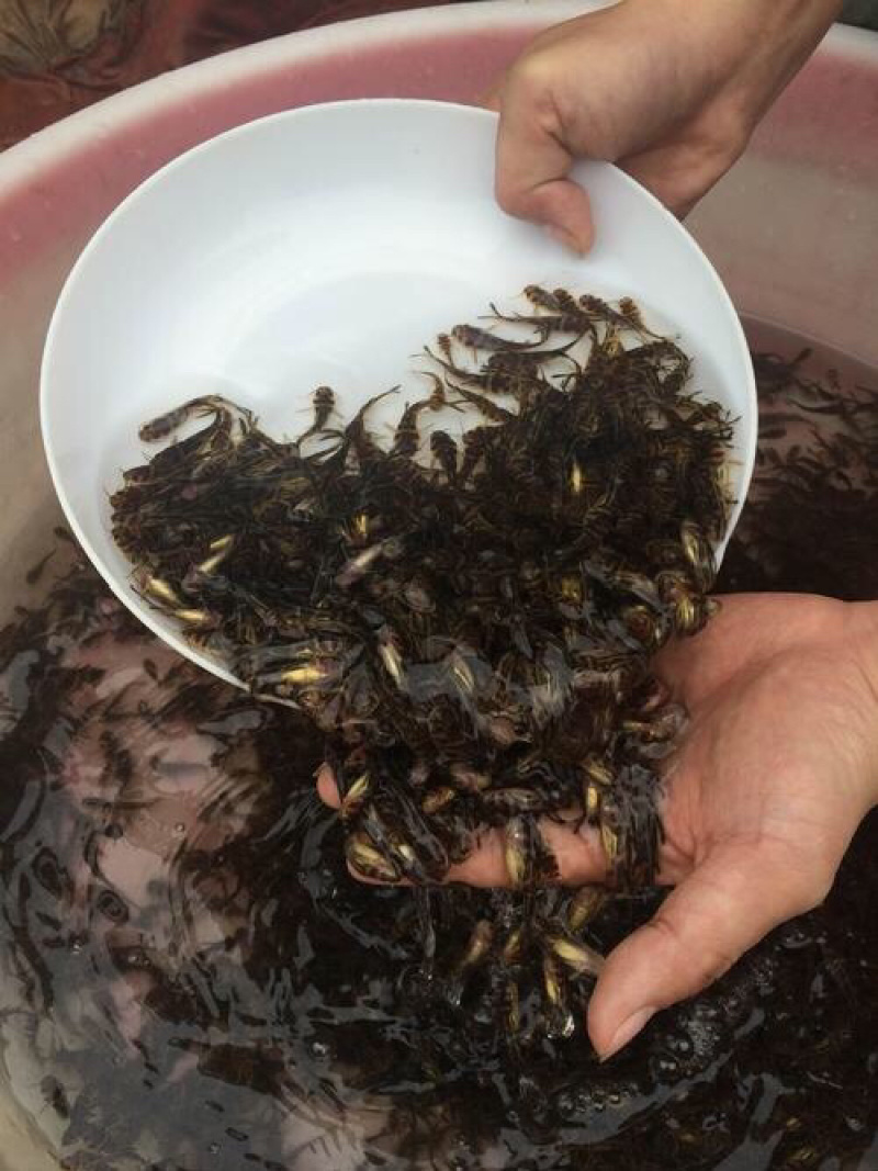 黄颡鱼苗批发+技术指导+高密度养殖+包回收