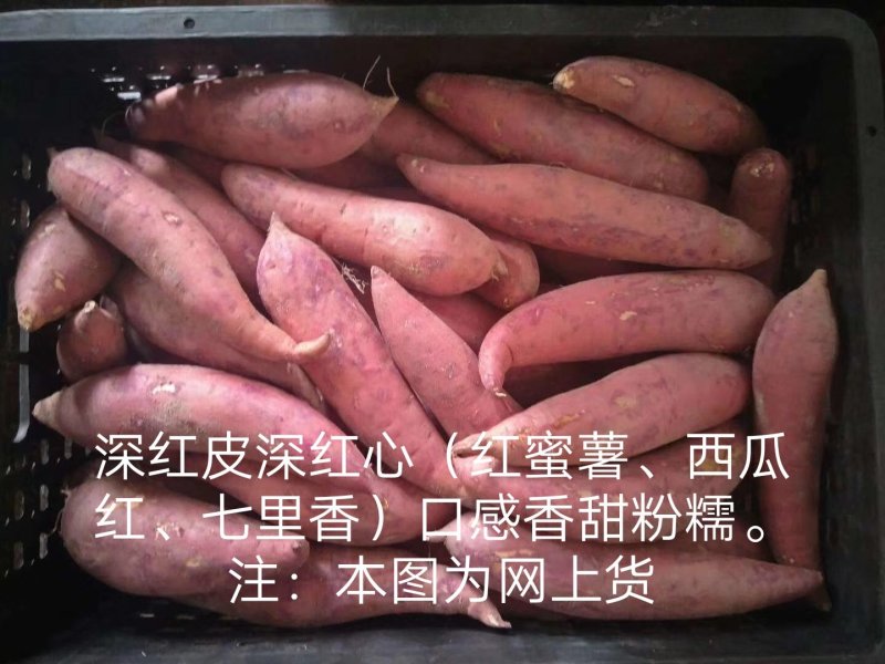 精品漳浦红薯地瓜西瓜红红蜜薯、莺歌红