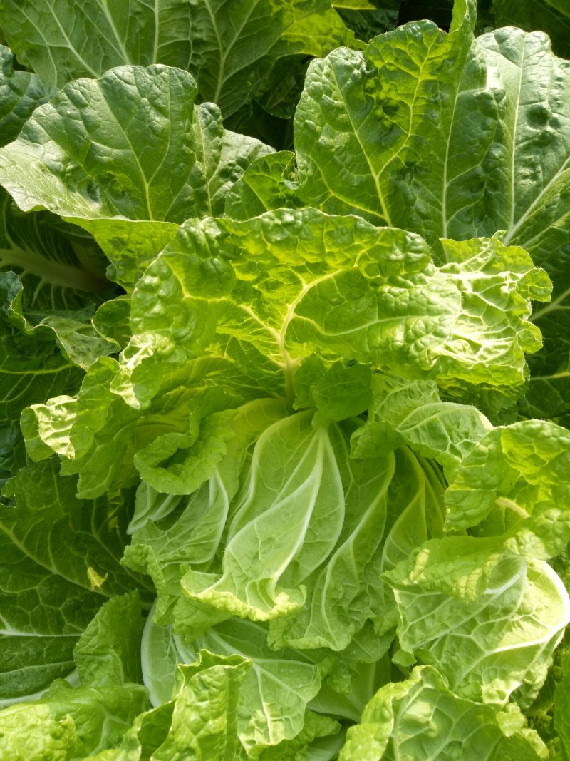 义和秋白菜