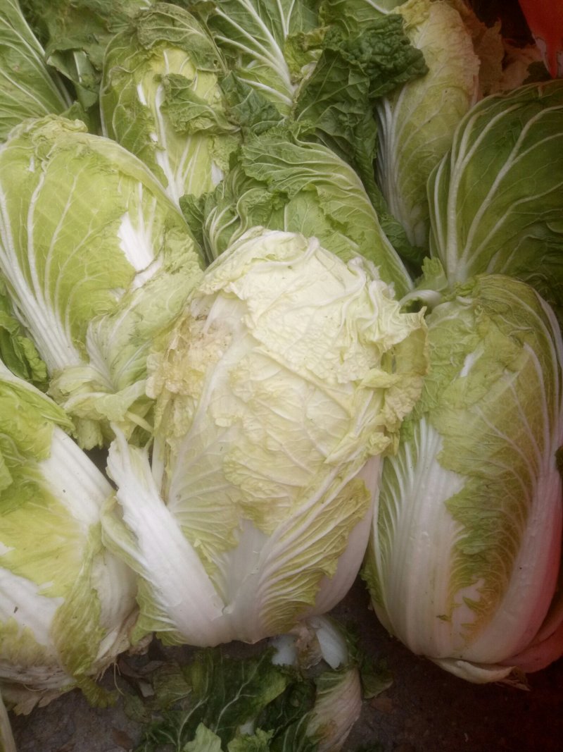 义和秋白菜