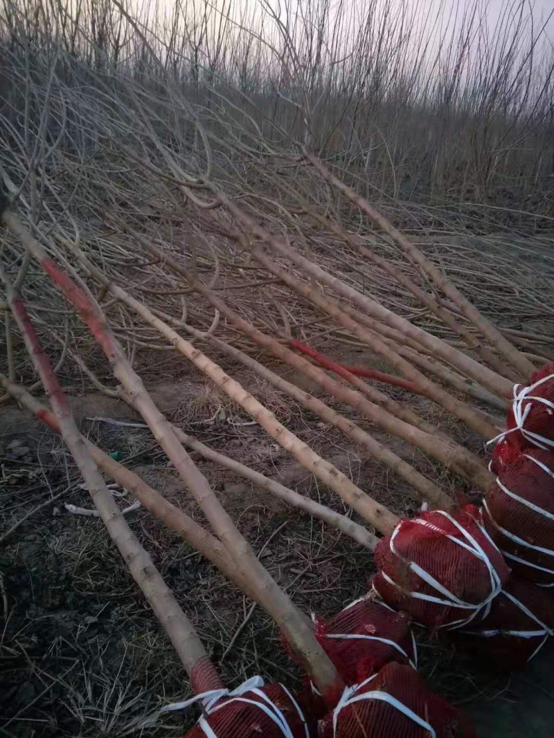 绿化占地绿化桑，3到8公分，无籽大十，蛋白桑，嫁接桑