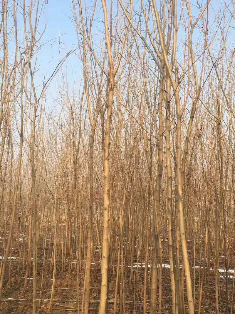 绿化占地绿化桑，3到8公分，无籽大十，蛋白桑，嫁接桑