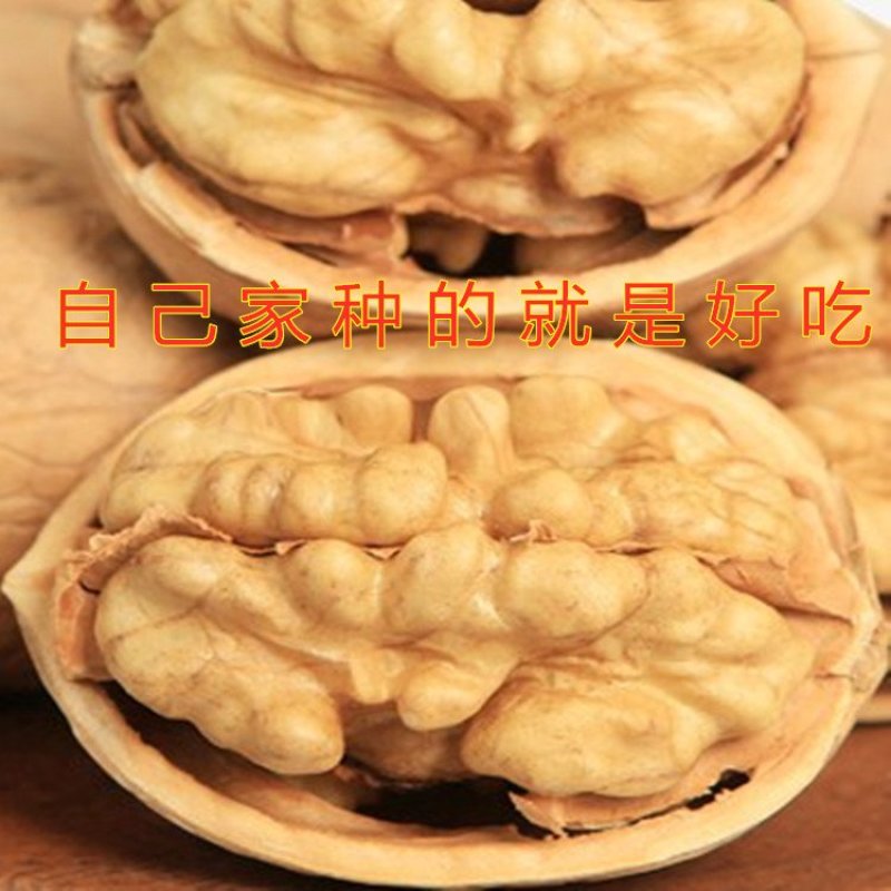 8518薄皮核桃苗核桃树苗嫁接薄皮核桃苗南北方种植