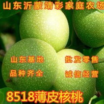 8518薄皮核桃苗核桃树苗嫁接薄皮核桃苗南北方种植
