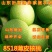 8518薄皮核桃苗核桃树苗嫁接薄皮核桃苗南北方种植