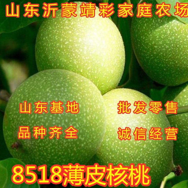 8518薄皮核桃苗核桃树苗嫁接薄皮核桃苗南北方种植