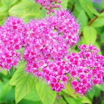 绣线菊种子花种籽子包邮四季易活适合冬天的花种耐寒多年生珍