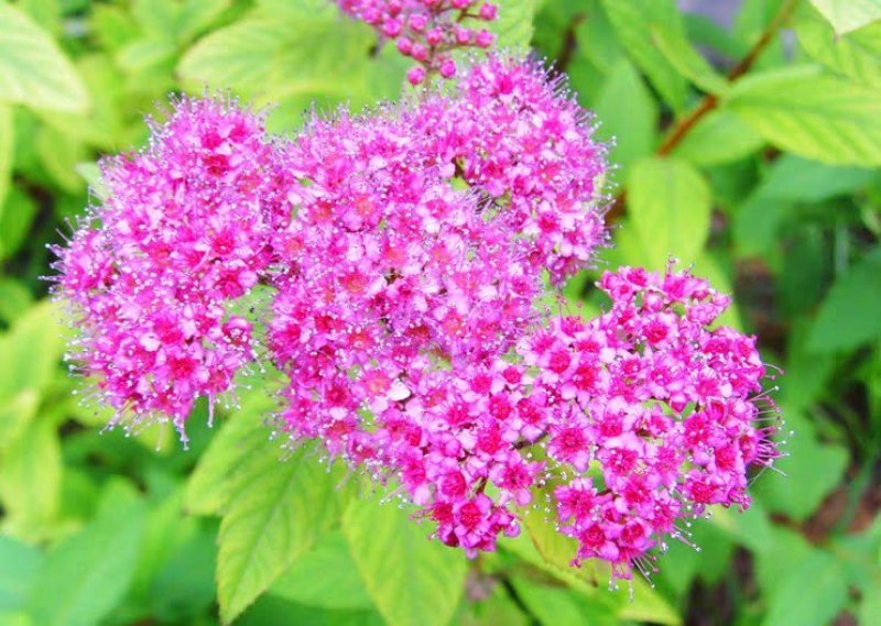 绣线菊种子花种籽子包邮四季易活适合冬天的花种耐寒多年生珍