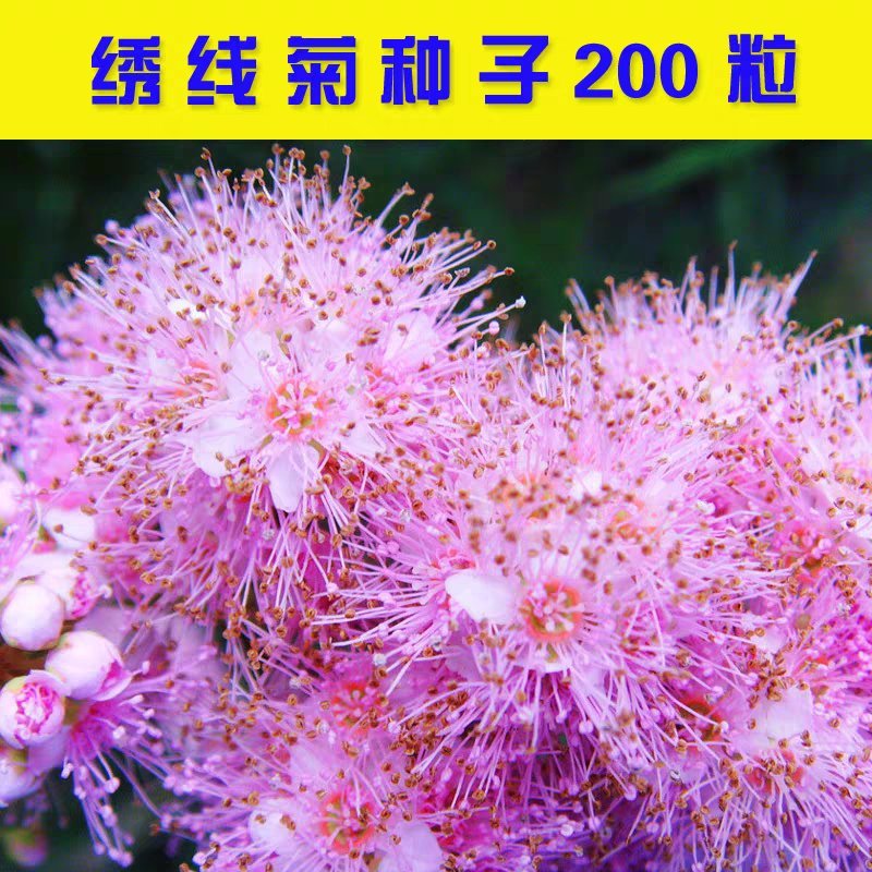 绣线菊种子花种籽子包邮四季易活适合冬天的花种耐寒多年生珍