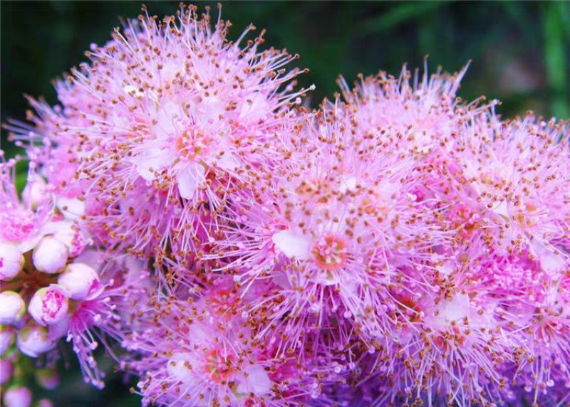 绣线菊种子花种籽子包邮四季易活适合冬天的花种耐寒多年生珍
