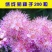绣线菊种子花种籽子包邮四季易活适合冬天的花种耐寒多年生珍