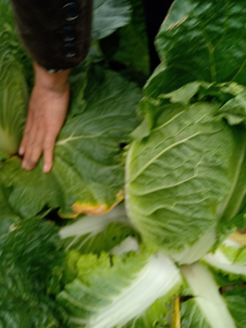 黄心大白菜大量上市，欢迎来电