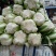 黄心大白菜大量上市，欢迎来电