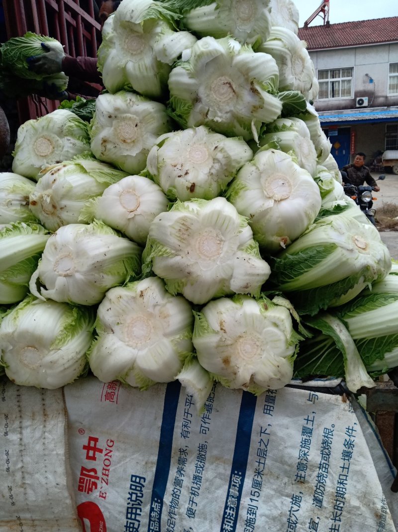 黄心大白菜大量上市，欢迎来电