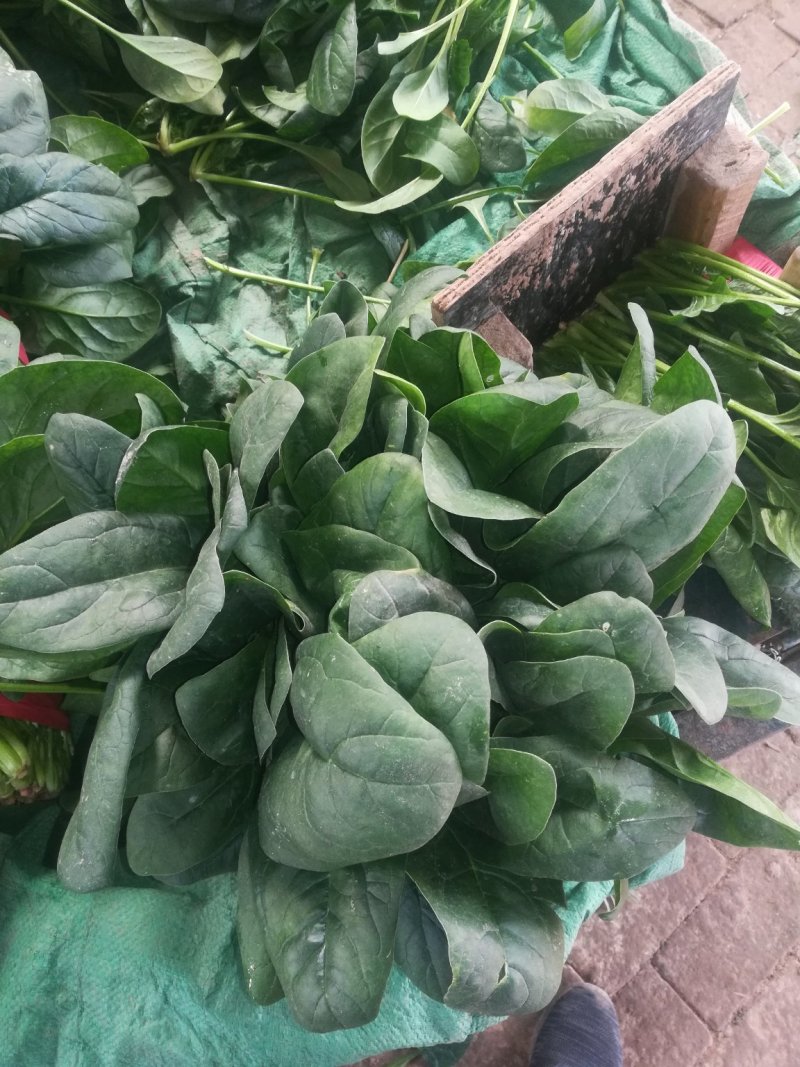 聊城精品菠菜大量供应中