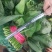 聊城精品菠菜大量供应中