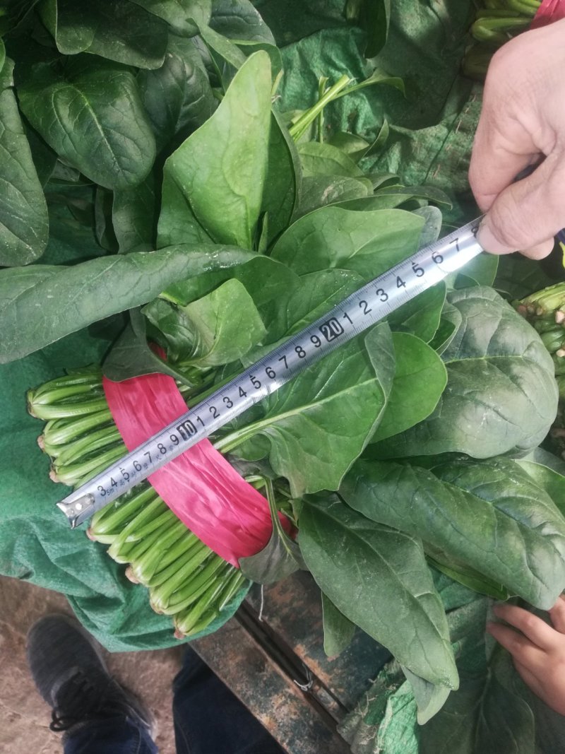 聊城精品菠菜大量供应中