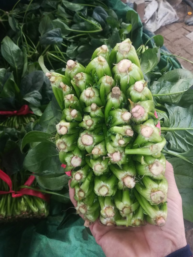 聊城精品菠菜大量供应中
