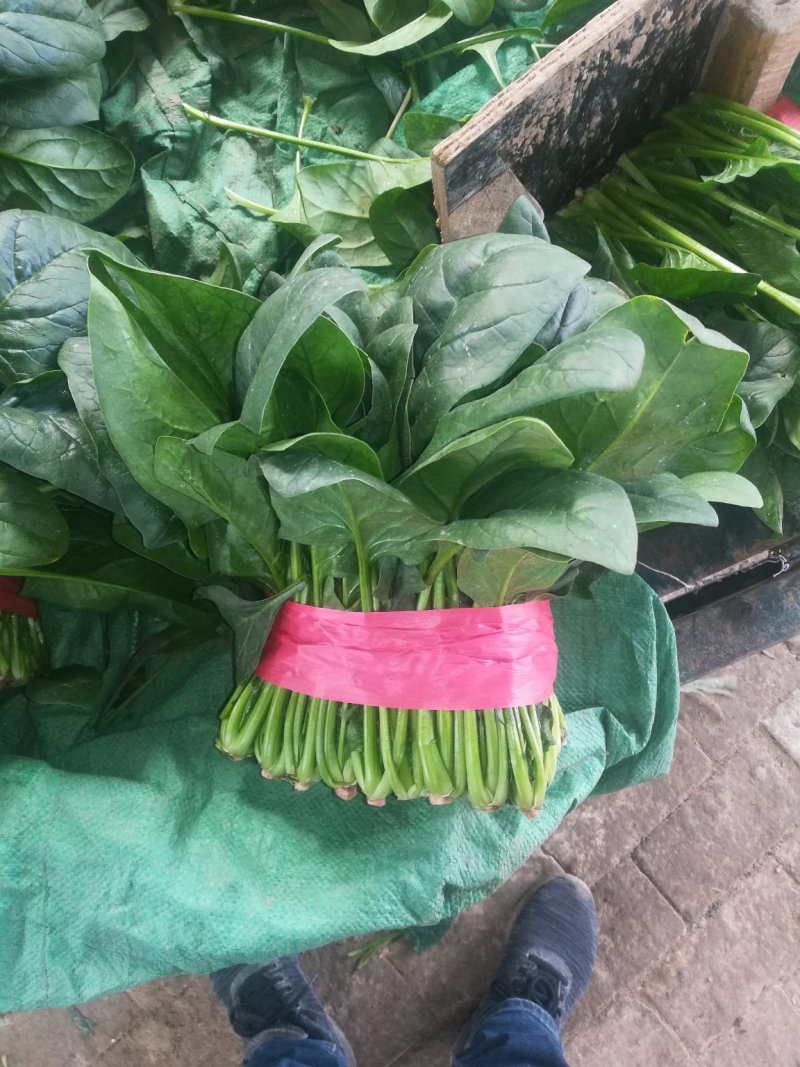 聊城精品菠菜大量供应中