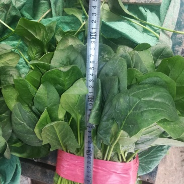 聊城精品菠菜大量供应中