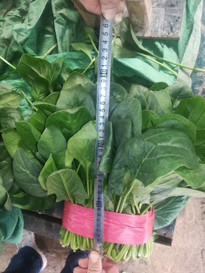 聊城精品菠菜大量供应中