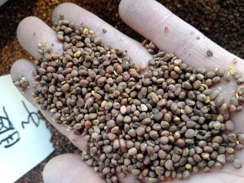 莱菔子1公斤起批不包邮量大电议欢迎咨询各种中药材