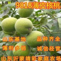 9818薄皮核桃苗嫁接薄皮核桃苗南北方种植核桃苗