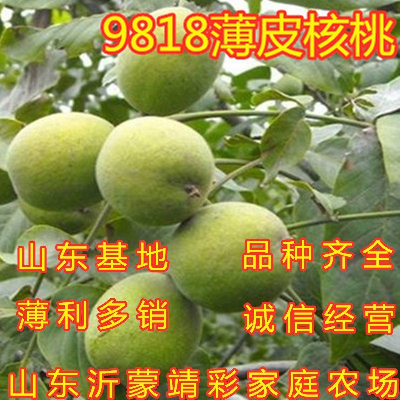 9818薄皮核桃苗嫁接薄皮核桃苗南北方种植核桃苗