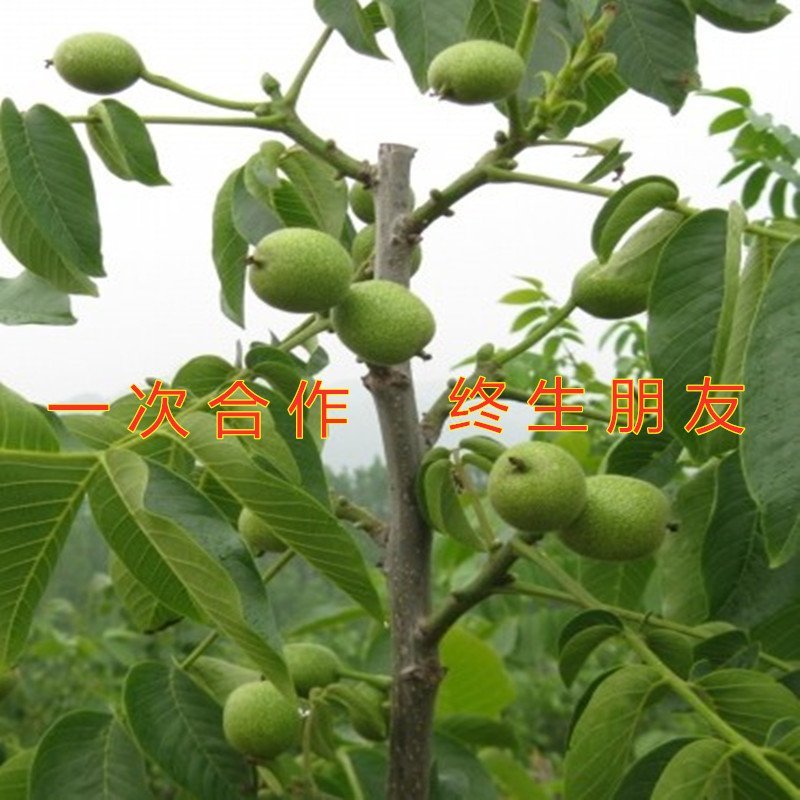 9818薄皮核桃苗嫁接薄皮核桃苗南北方种植核桃苗