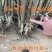 9818薄皮核桃苗嫁接薄皮核桃苗南北方种植核桃苗