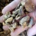 柯子肉1公斤起批不包邮量大电议欢迎咨询各种中药材