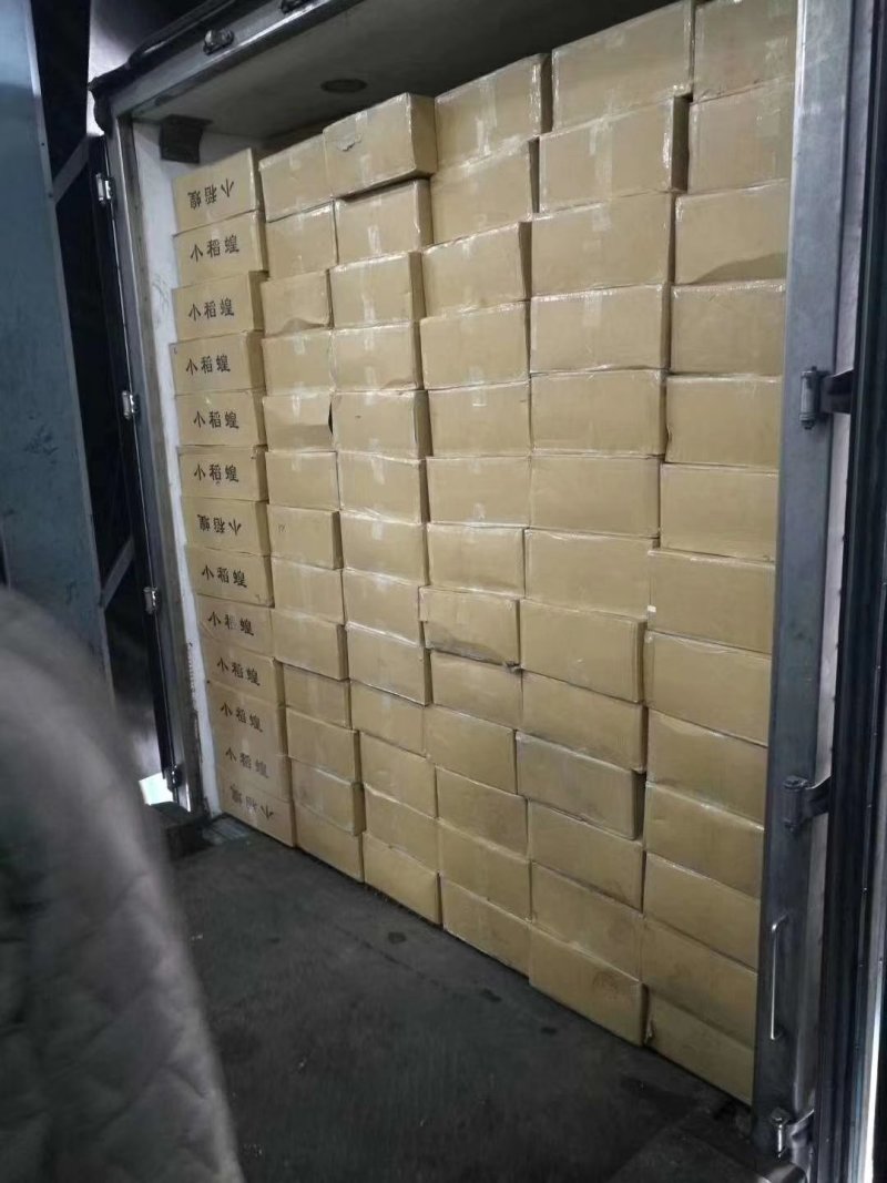蝗虫肉质丰满口感好