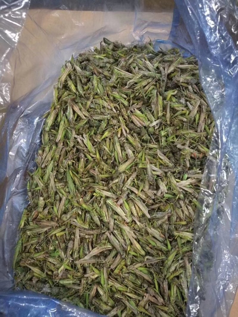 蝗虫肉质丰满口感好