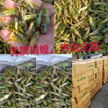 蝗虫肉质丰满口感好