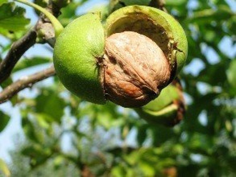 【包邮】2023精品薄皮核桃陕西高原农家种植一件代发