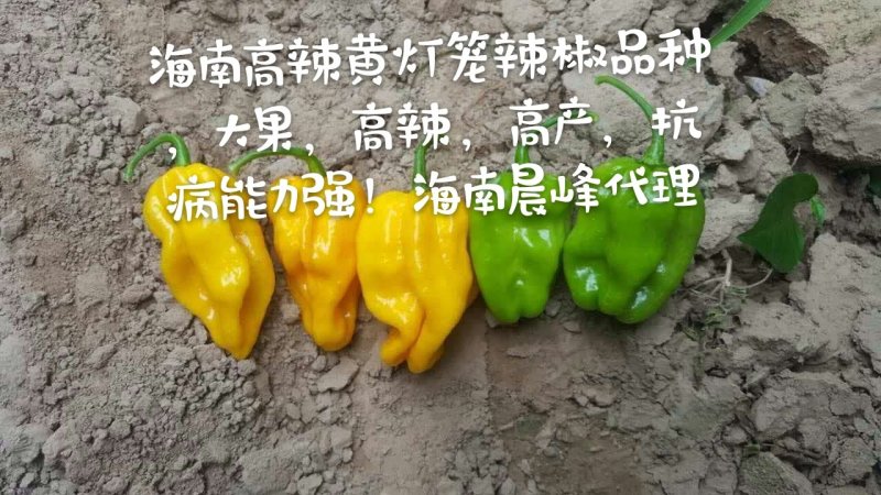 高产抗病高辣度海南黄灯笼辣椒，优质品种品质保障