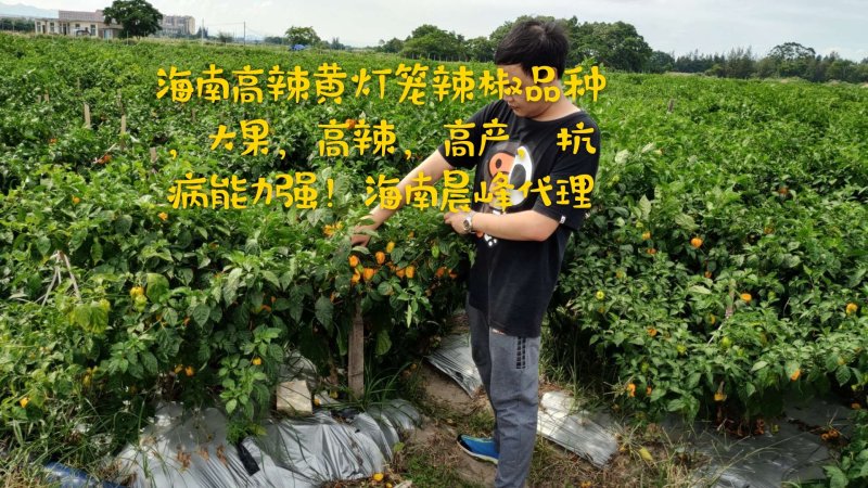 高产抗病高辣度海南黄灯笼辣椒，优质品种品质保障