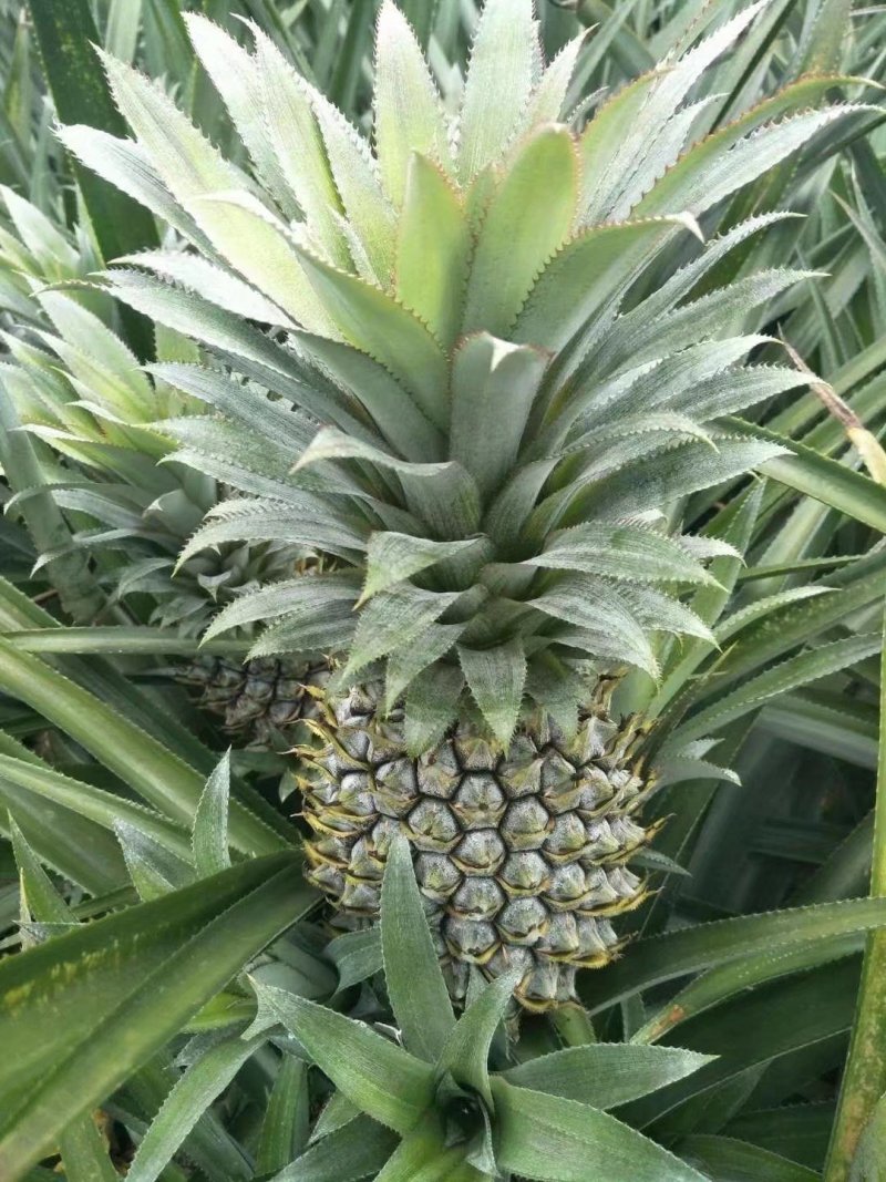 23号凤梨苗地菠萝苗手撕凤梨23号菠萝苗包邮