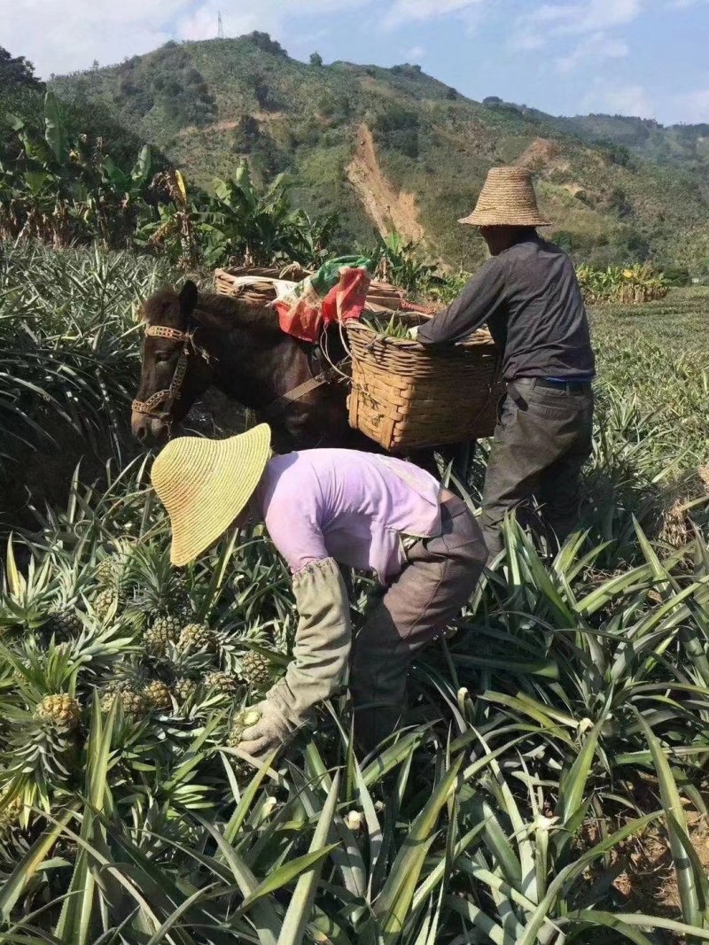 23号凤梨苗地菠萝苗手撕凤梨23号菠萝苗包邮