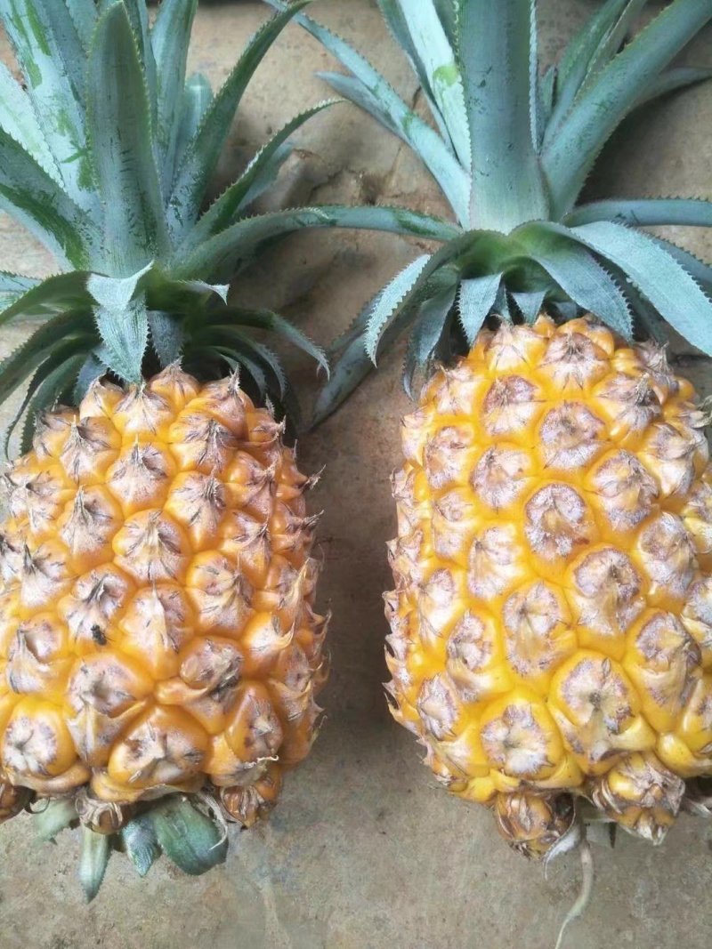 23号凤梨苗地菠萝苗手撕凤梨23号菠萝苗包邮
