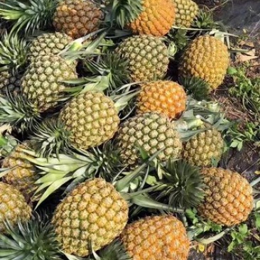 23号凤梨苗地菠萝苗手撕凤梨23号菠萝苗包邮