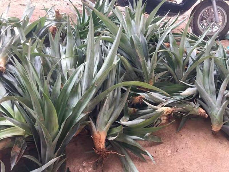 23号凤梨苗地菠萝苗手撕凤梨23号菠萝苗包邮