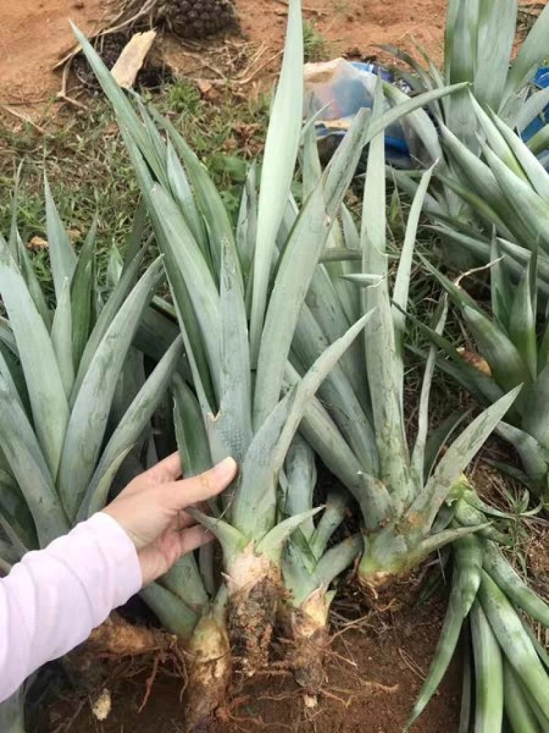 23号凤梨苗地菠萝苗手撕凤梨23号菠萝苗包邮
