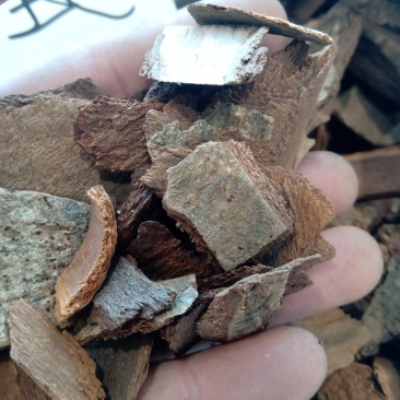地枫皮1公斤起批不包邮量大电议欢迎咨询各种中药材