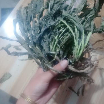 大量供应，纯新板蓝根叶，干净无杂质，，，