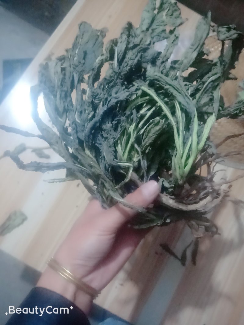 大量供应，纯新板蓝根叶，干净无杂质，，，