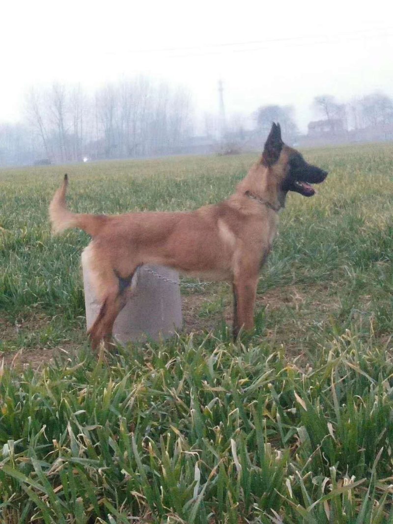 马犬