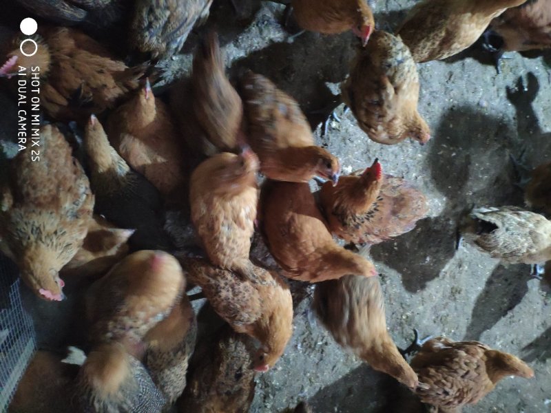 活禽，，林下鸡，跑地鸡，土鸡品种齐全