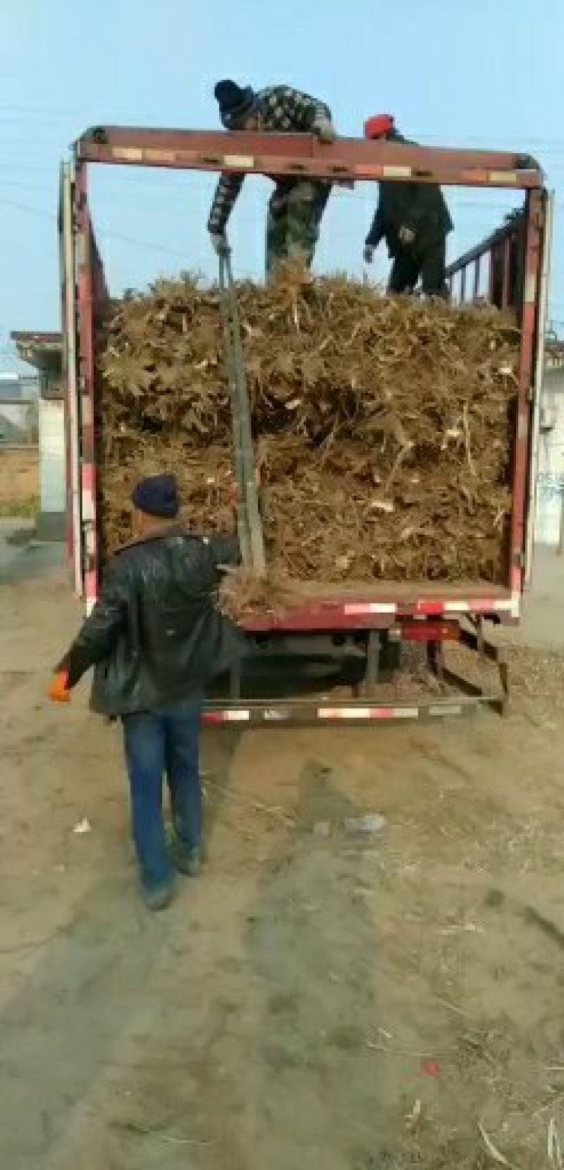 兰考大量批发精品泡桐苗泡桐种根一公分至八公分。精品通货。