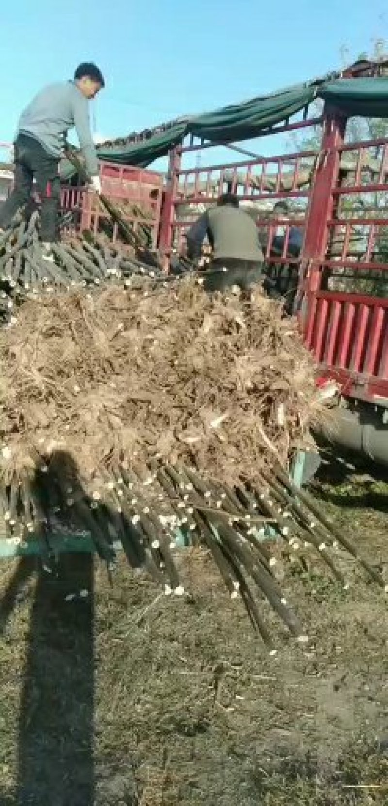 兰考大量批发精品泡桐苗泡桐种根一公分至八公分。精品通货。